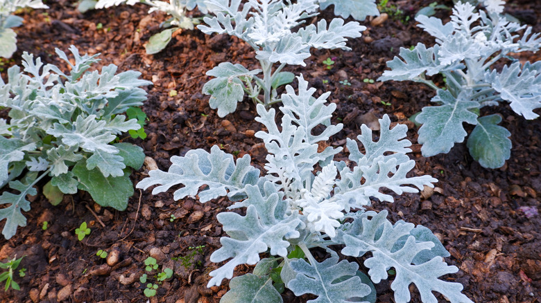 Several small silver dust plants