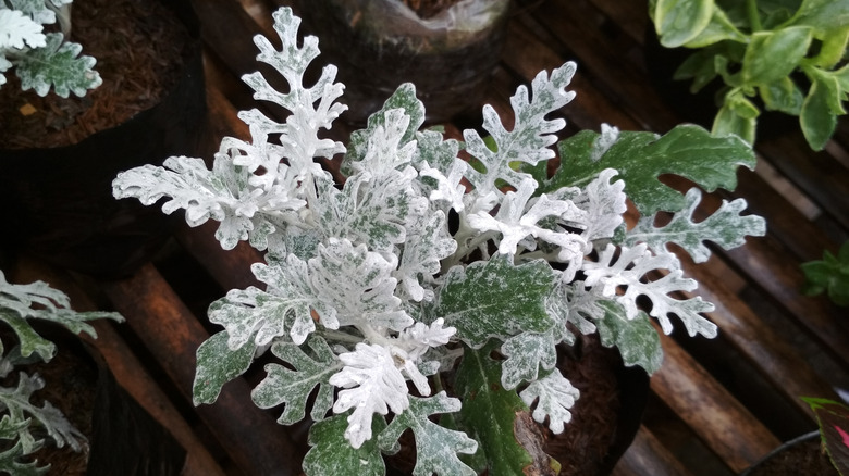 potted dusty miller plant