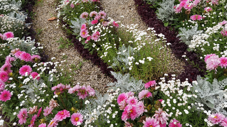 Dusty miller plants in garden 