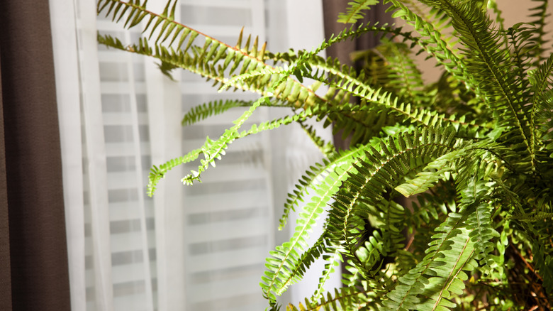 Boston fern sitting near window