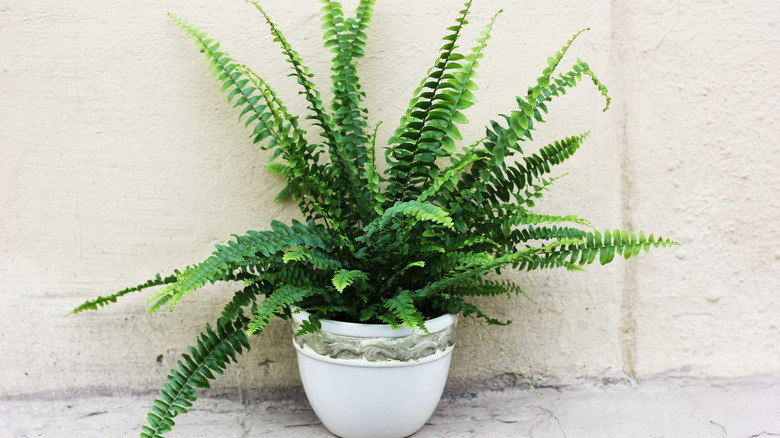 White pot Kimberley queen fern