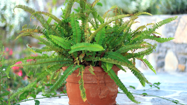 Terracotta potted Kimberley queen fern