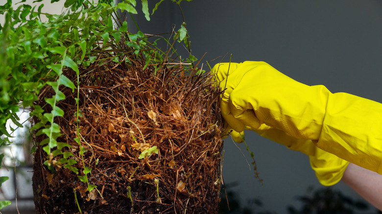 Person repotting a fern