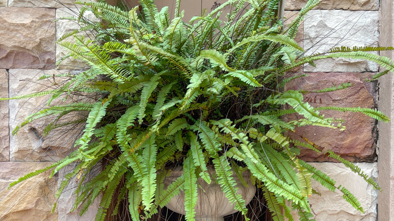 fern growing from stone wall