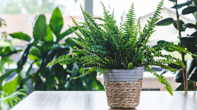 Fern in a wicker pot