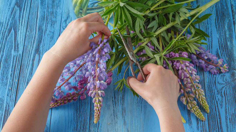 hands cutting lupine flowers