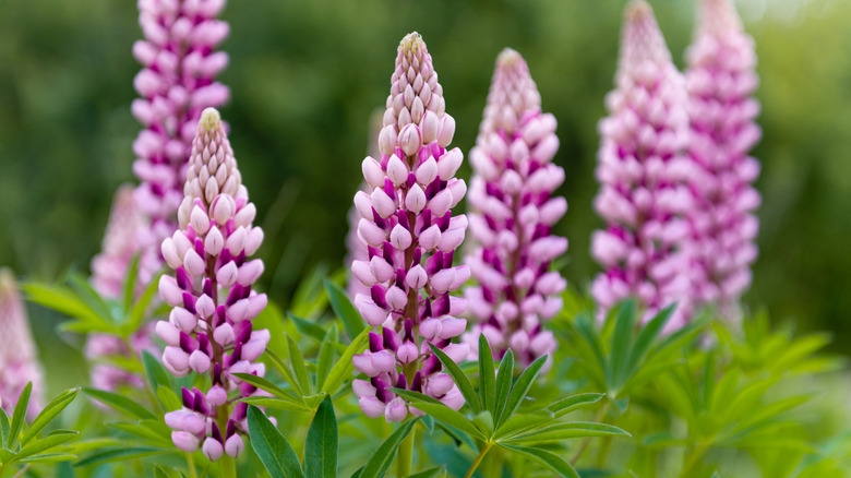 pink lupine flowers