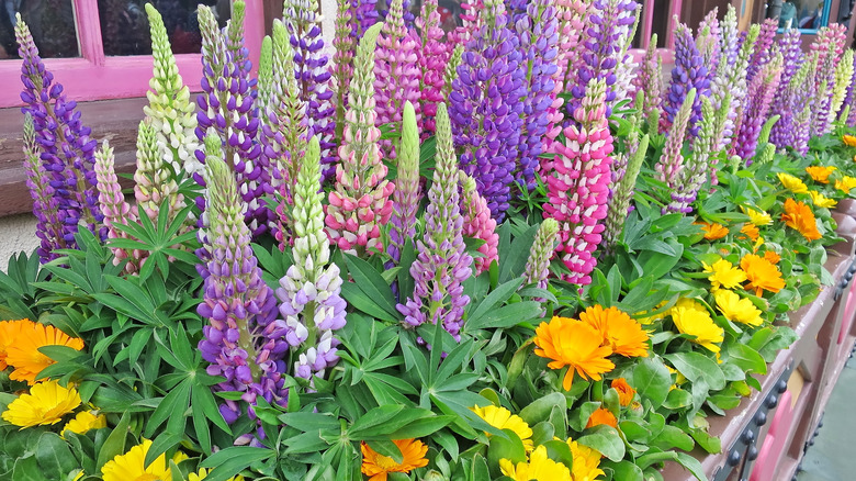 lupine flowers in container