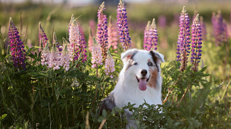 australian shepherd in lupine field