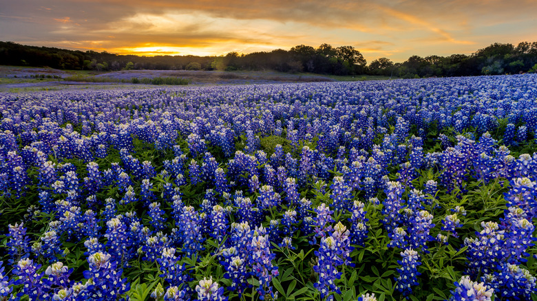 texas bluebonnet field