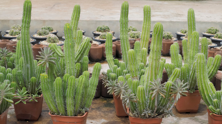 Growing cactus in pots