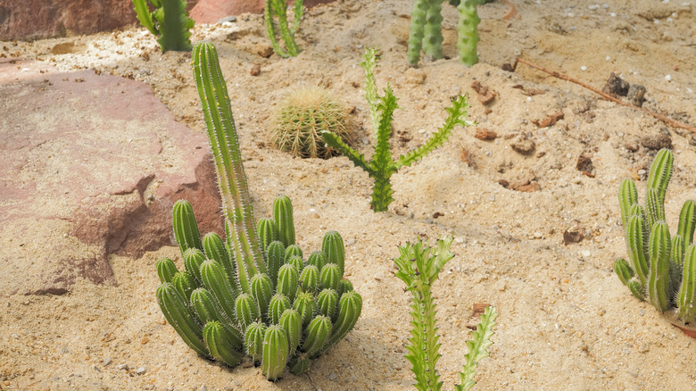 Cactus growing in sand