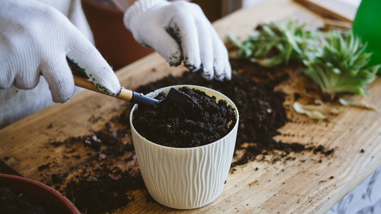 replanting cacti in small planter