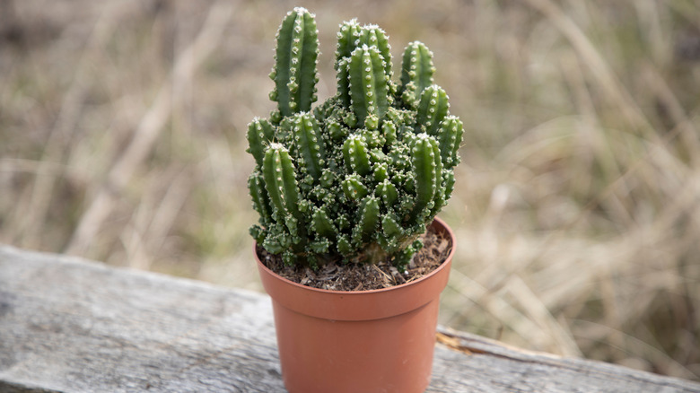 Potted peruvian plant