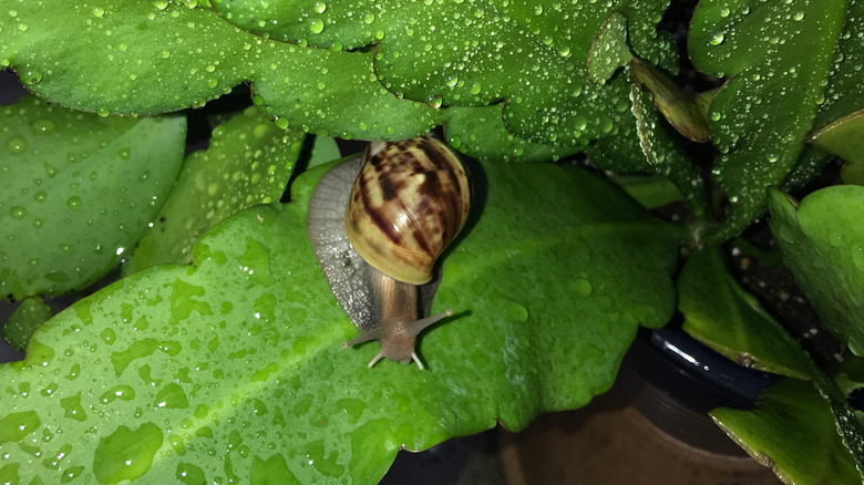 snail on wet cactus