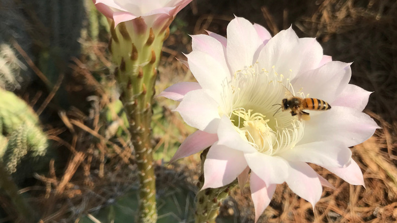 peruvian apple cactus flower