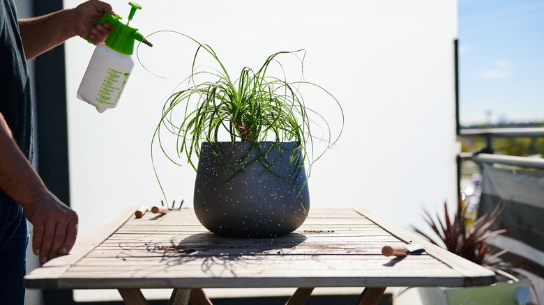 Person misting a ponytail palm