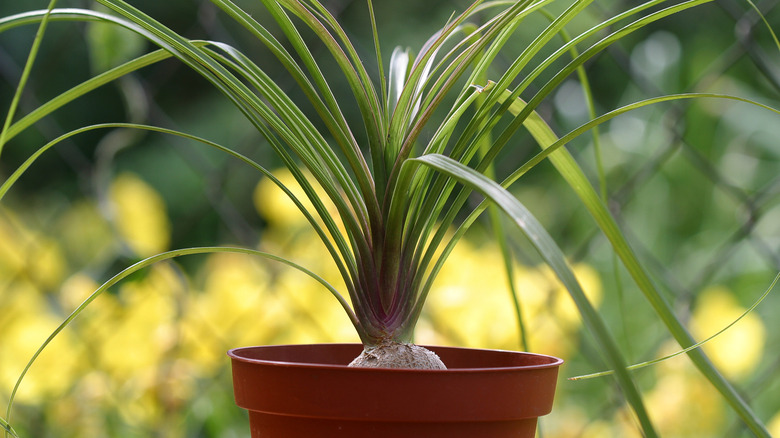 young potted ponytail palm 