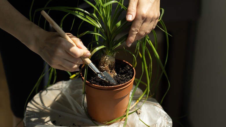 Person repotting a ponytail palm