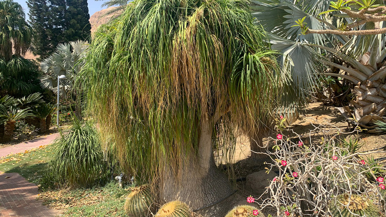 Ponytail palm grown outdoors
