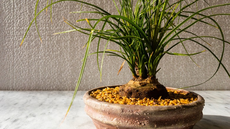 young ponytail palm in a pot