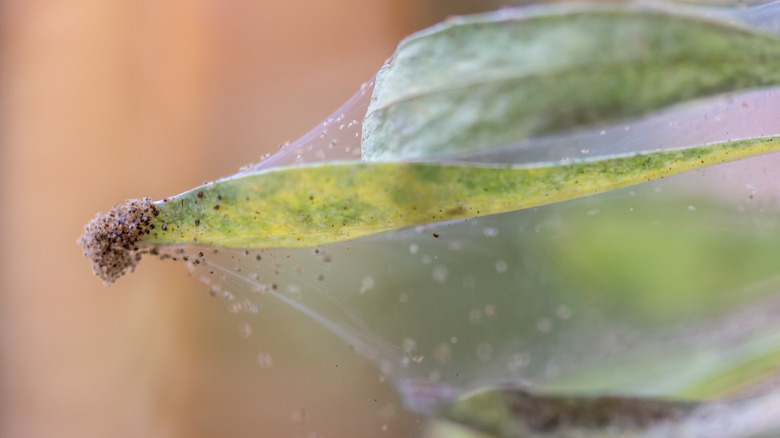 spider mite infestation on a houseplant