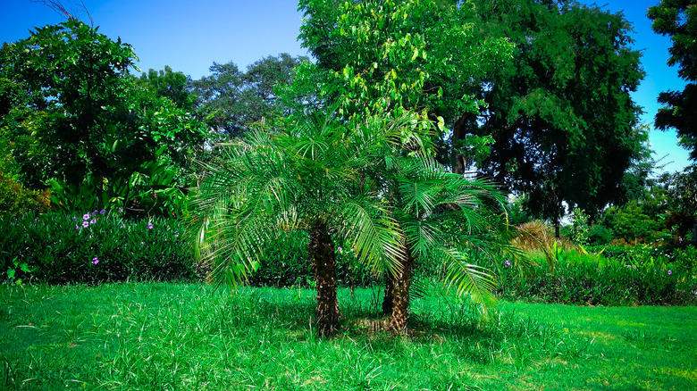 Pygmy date palm in garden