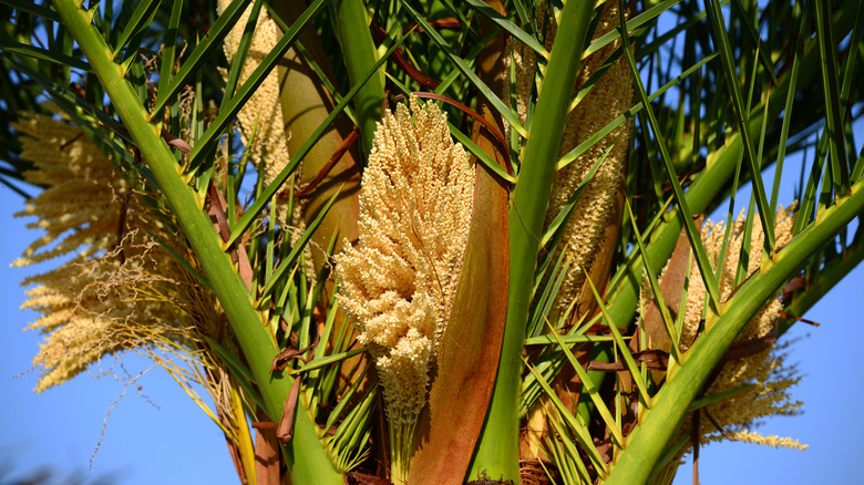 Pygmy date palm flowers