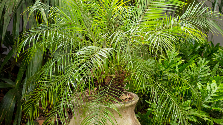 Potted pygmy date palm