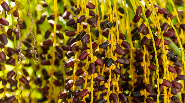 Edible fruit from pygmy date palm