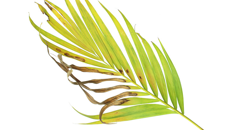 Damaged palm frond