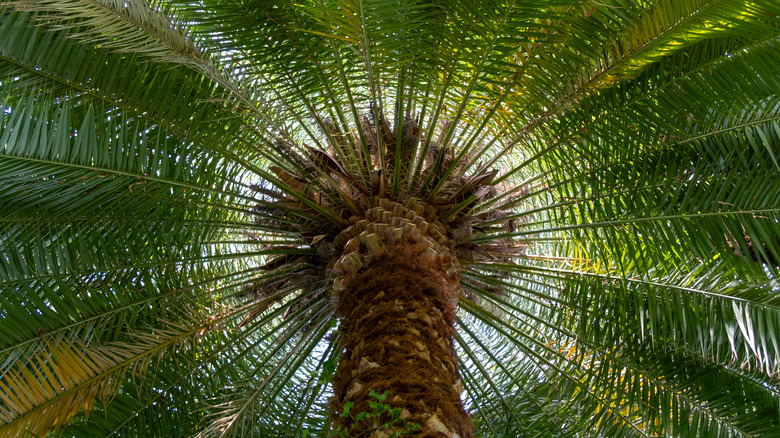 Phoenix canariensis variety