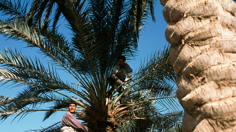 Men pruning palm tree