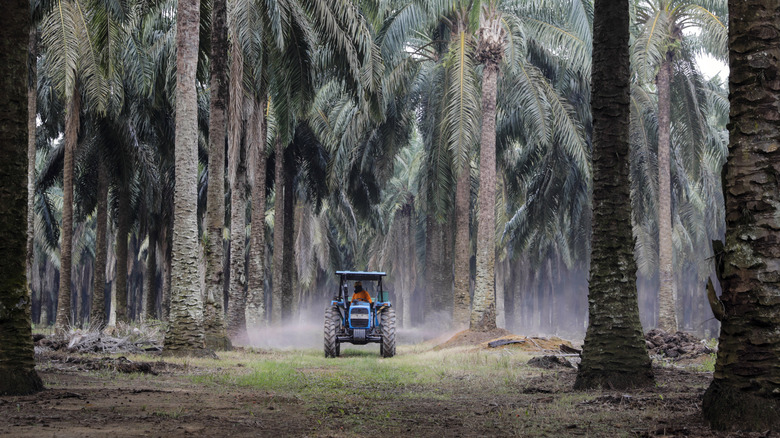 Worker fertilizing trees