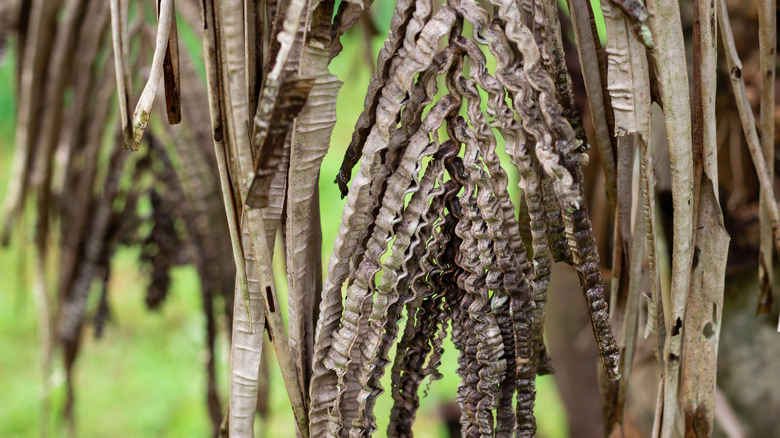 Sick and dead palm fronds 