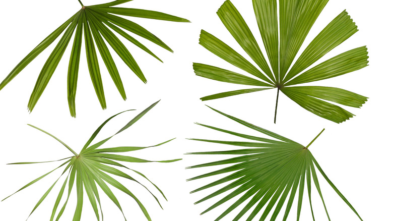 Various palm tree fronds