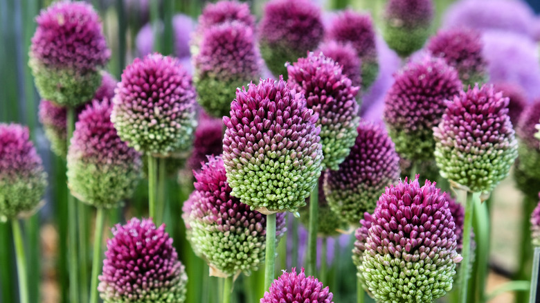 drumstick allium bloom