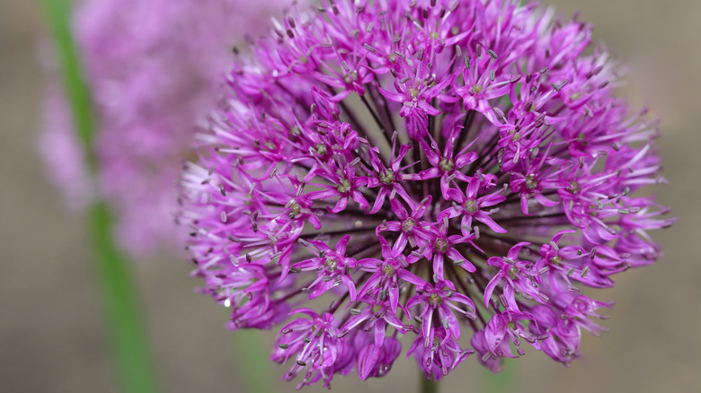 purple allium bloom