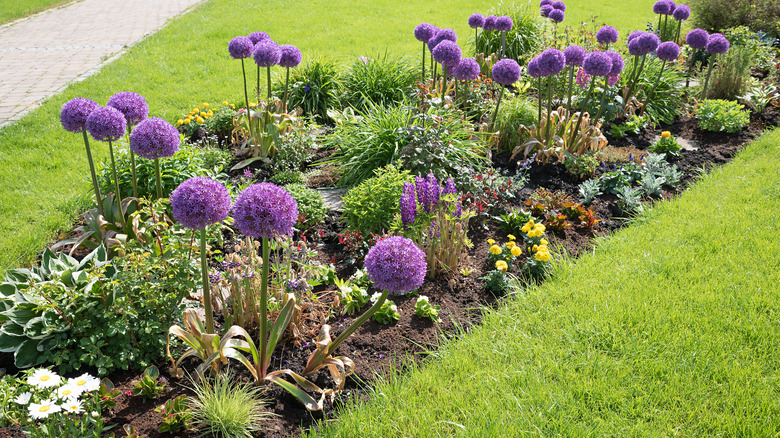 allium in garden