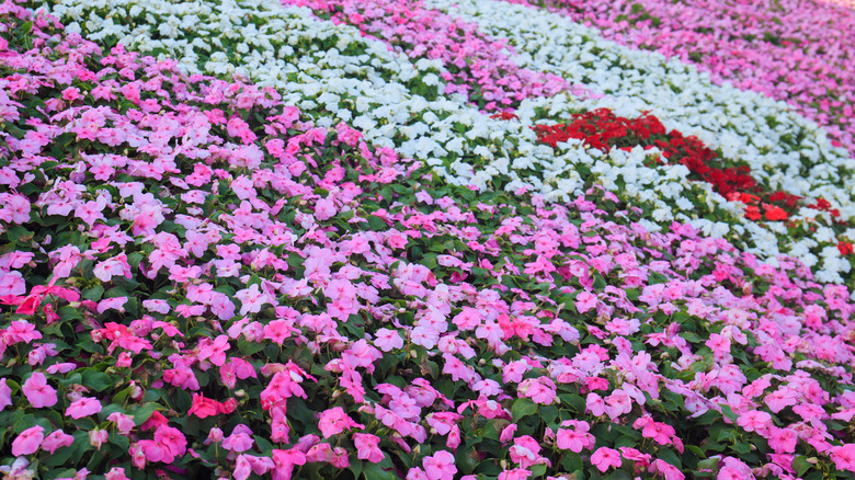 Panorama of colorful annual vinca