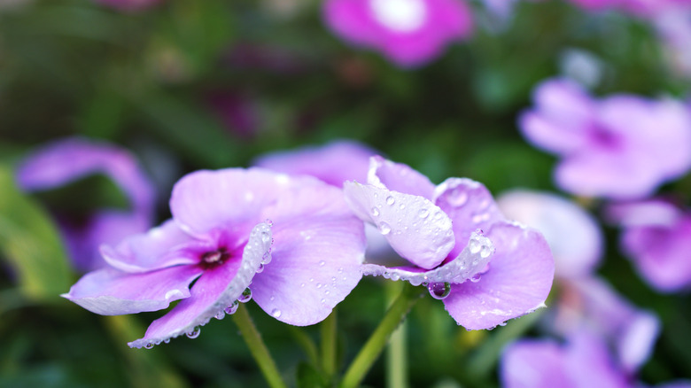 Purple annual vinca 