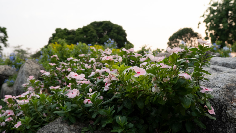 Annual vinca in rock garden