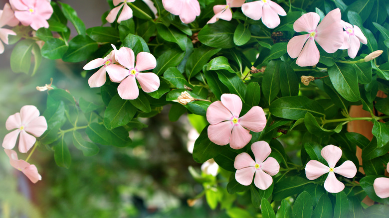 Light pink annual vinca