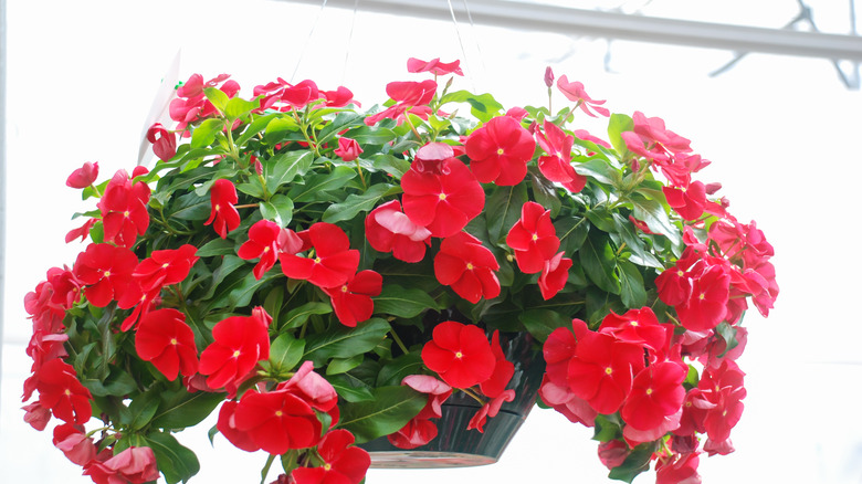 Hanging basket of annual vinca