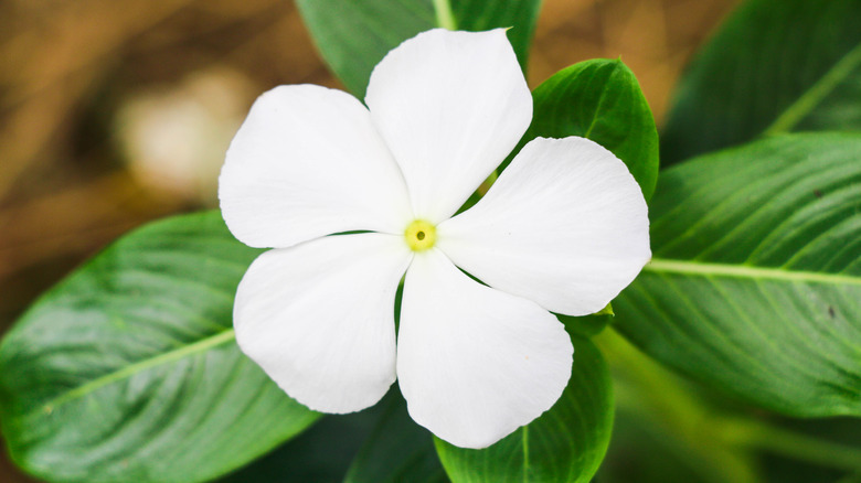 White annual vinca flower