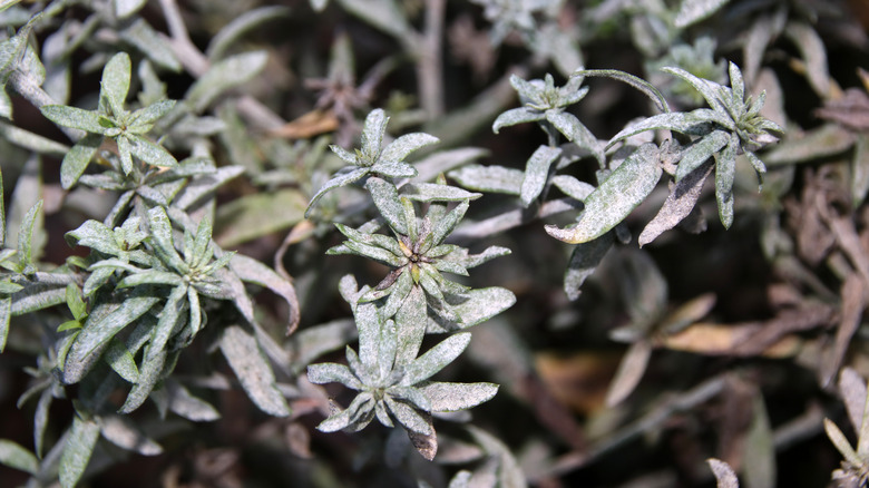 Asters diseased with powdery mildew