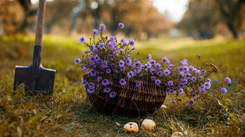 Asters in wicker basket