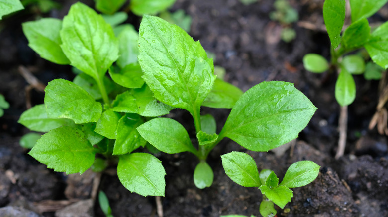 Aster seedlings planted in soil