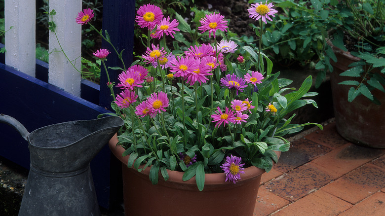 Asters planted in a pot