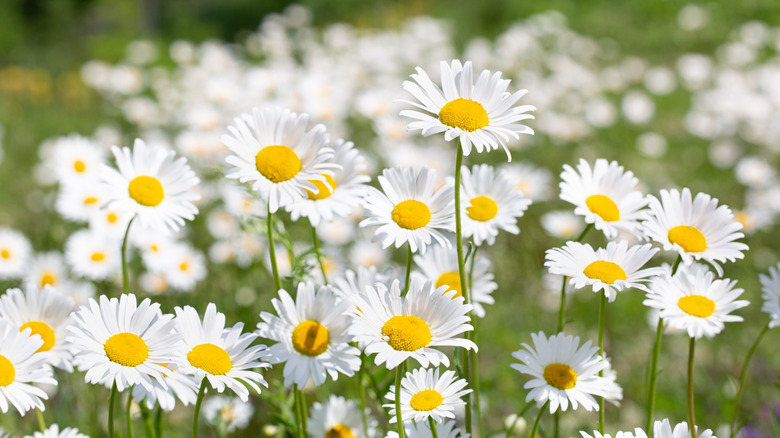 White asters in bloom